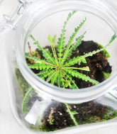 Biophytum in vetro