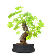 Bonsai Vite