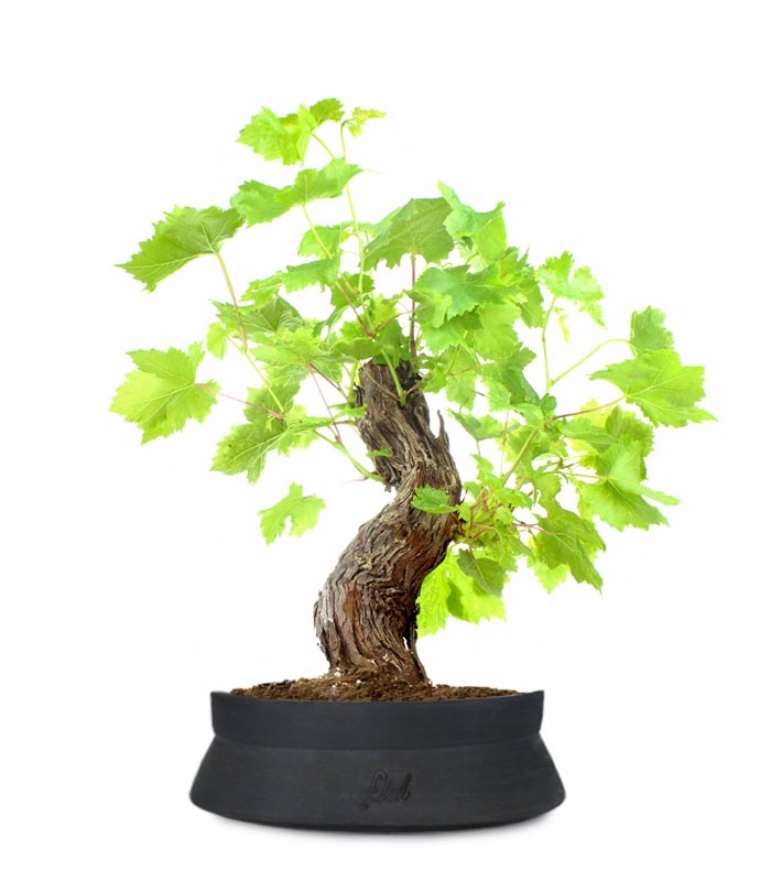 Bonsai Vite