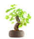 Bonsai Vite