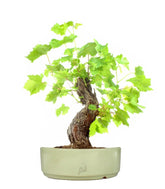 Bonsai Vite