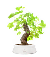 Bonsai Vite