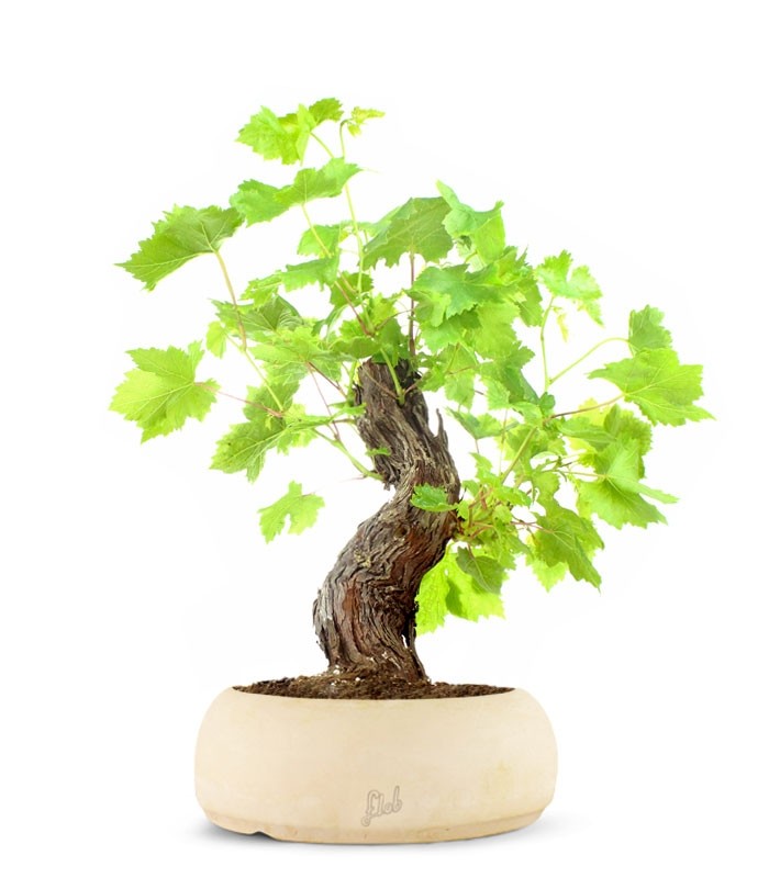 Bonsai Vite