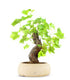 Bonsai Vite