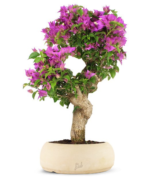 Bougainvillea L