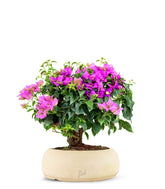 Bouganville da balcone