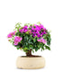 Bouganville da balcone