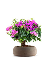 Bouganville da balcone