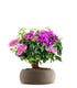 Bouganville da balcone