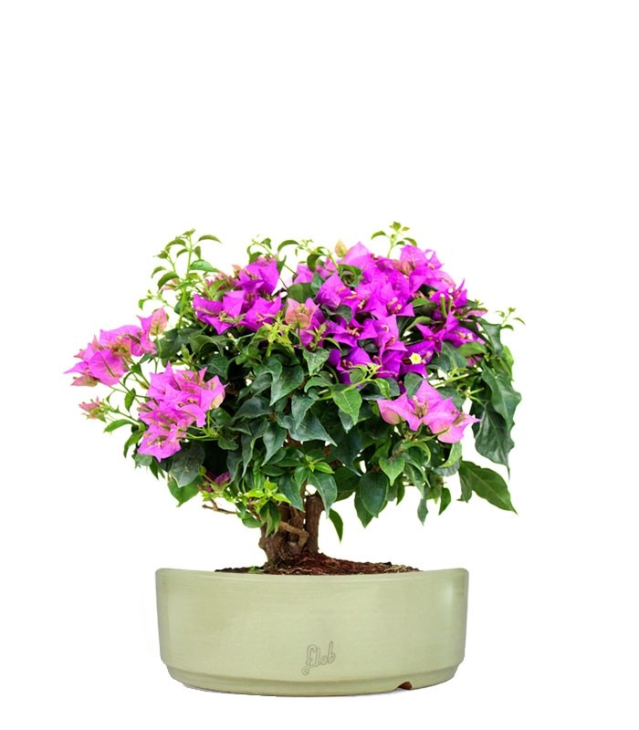 Bouganville da balcone