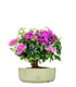 Bouganville da balcone