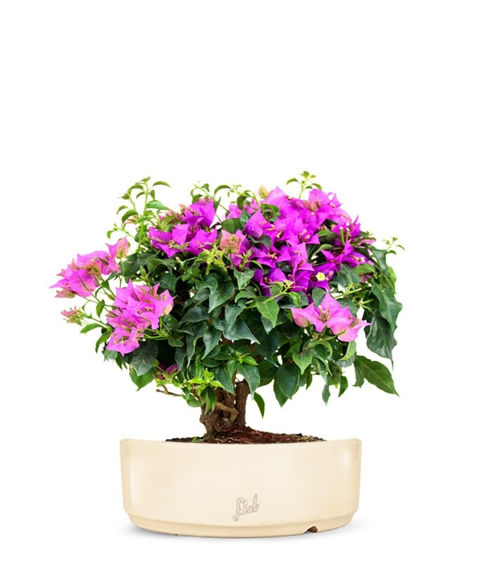 Bouganville da balcone