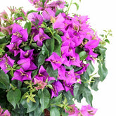 Bouganville da balcone