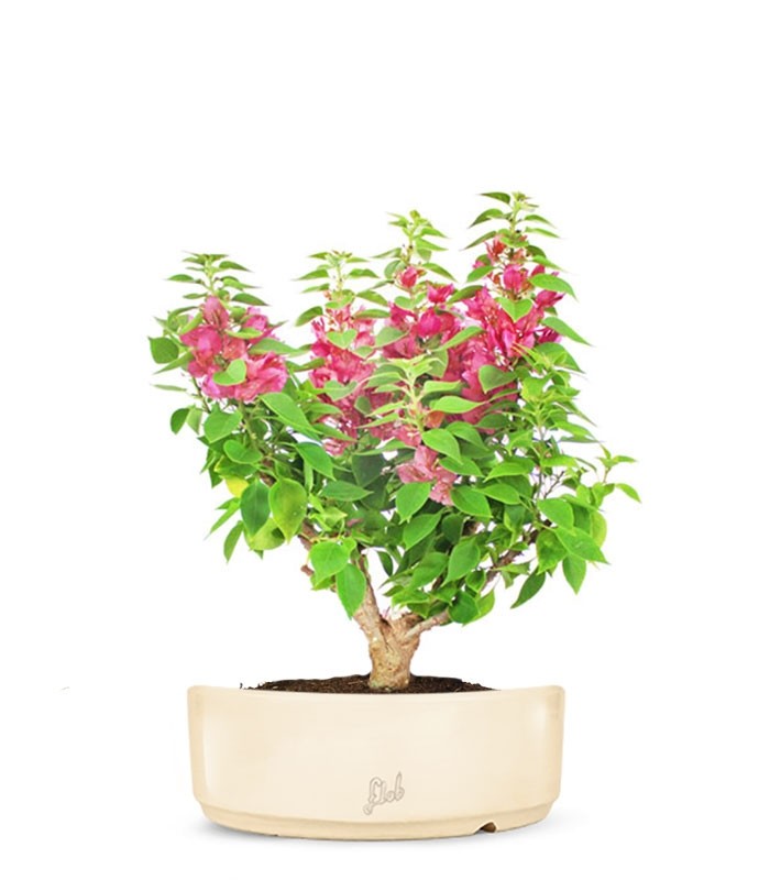 Bouganville Mini Thai