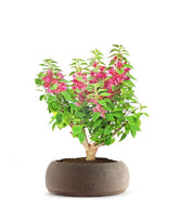 Bouganville Mini Thai