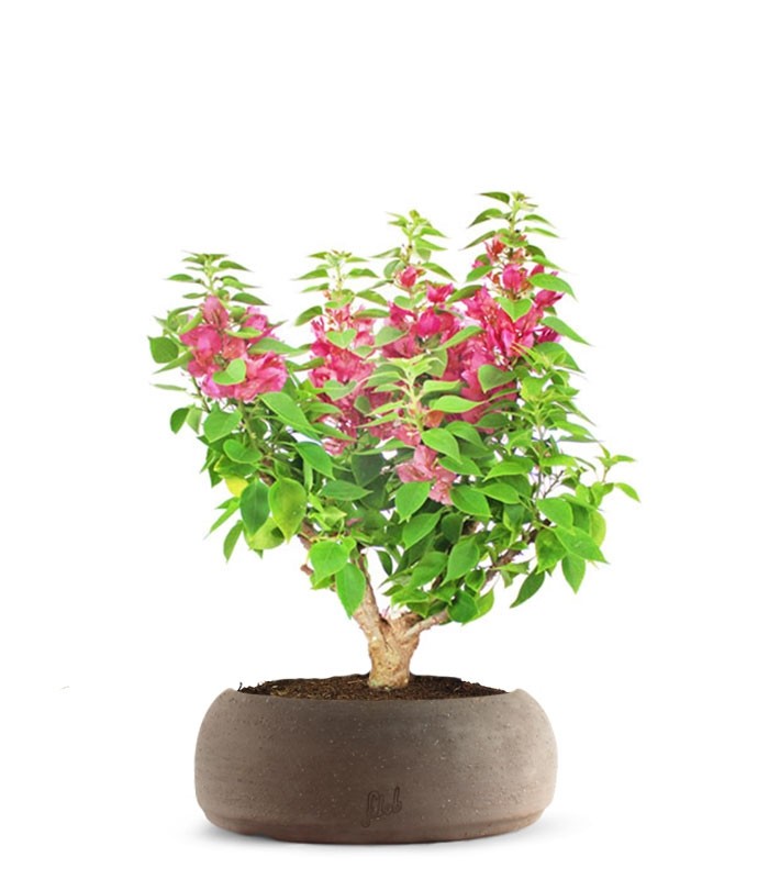Bouganville Mini Thai