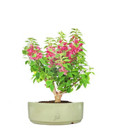 Bouganville Mini Thai