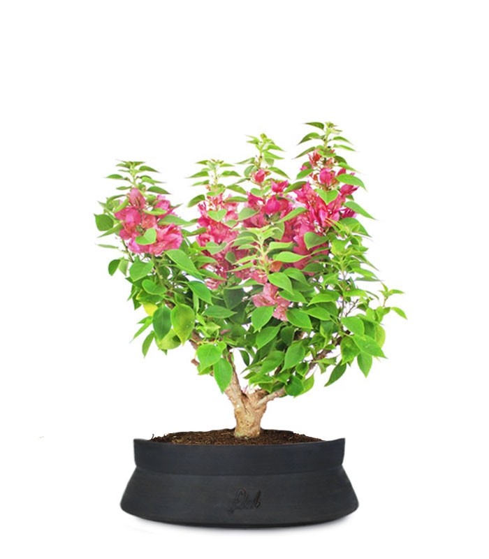 Bouganville Mini Thai