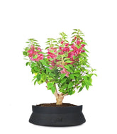 Bouganville Mini Thai