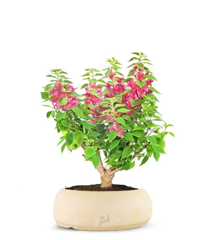 Bouganville Mini Thai