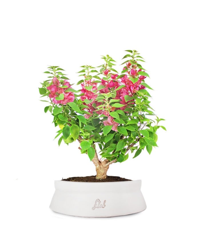 Bouganville Mini Thai