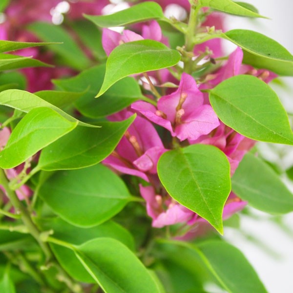 Bouganville Mini Thai