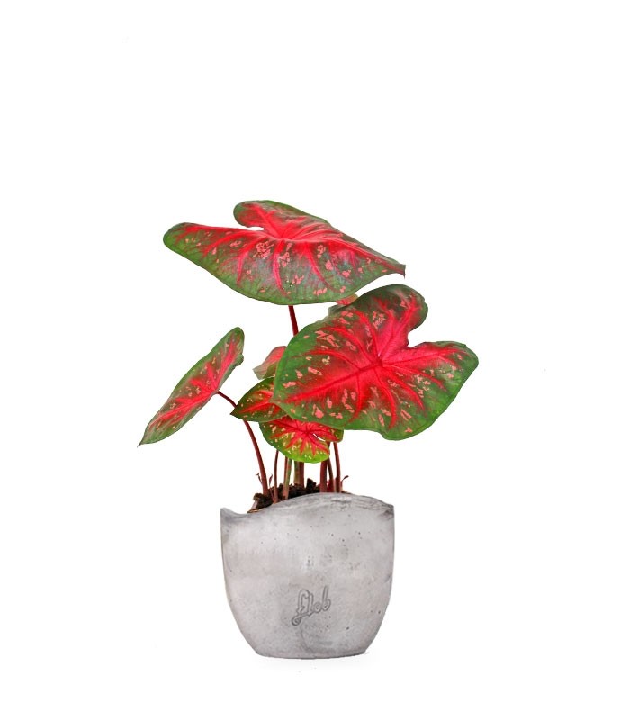 Caladium "Red Flash"