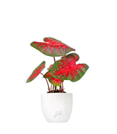 Caladium "Red Flash"