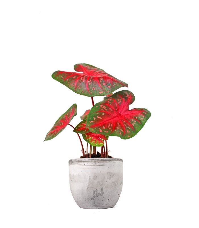Caladium "Red Flash"