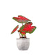 Caladium "Red Flash"