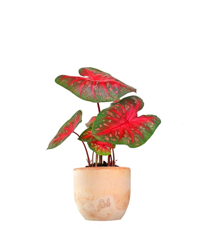 Caladium "Red Flash"