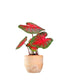 Caladium "Red Flash"