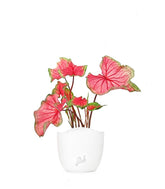 Caladium "Sizzle"