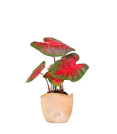 Caladium "Red Flash"