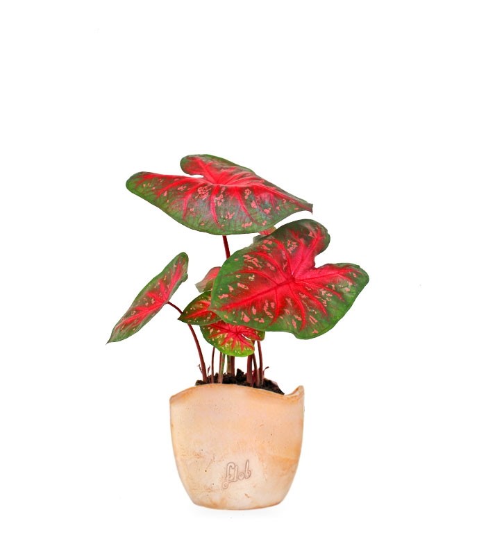 Caladium "Red Flash"