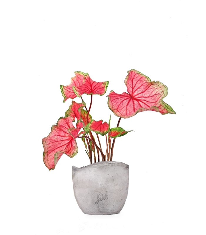 Caladium "Sizzle"