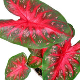 Caladium "Red Flash"