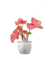 Caladium "Sizzle"