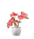 Caladium "Sizzle"