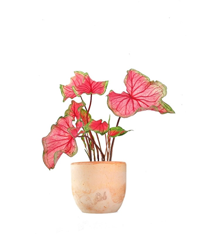 Caladium "Sizzle"