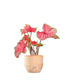 Caladium "Sizzle"