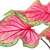 Caladium "Sizzle"