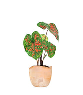 Caladium "Sparkle"