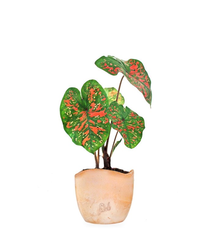 Caladium "Sparkle"