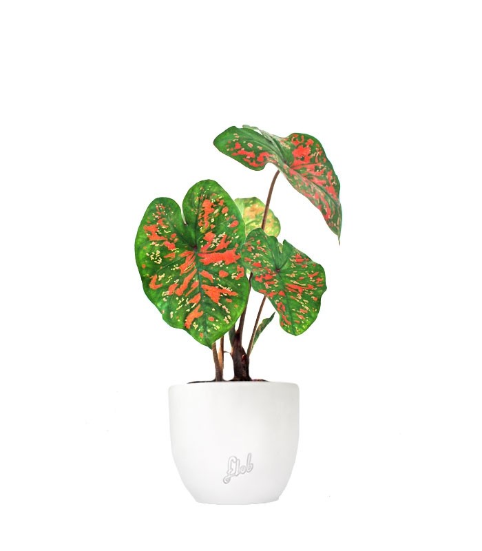 Caladium "Sparkle"