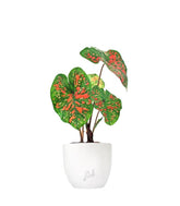 Caladium "Sparkle"