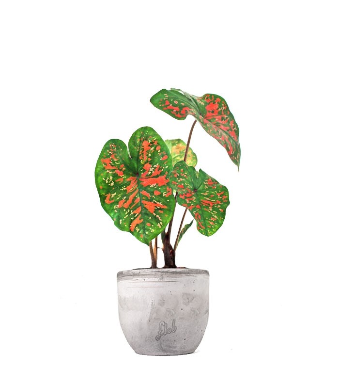 Caladium "Sparkle"