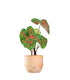 Caladium "Sparkle"