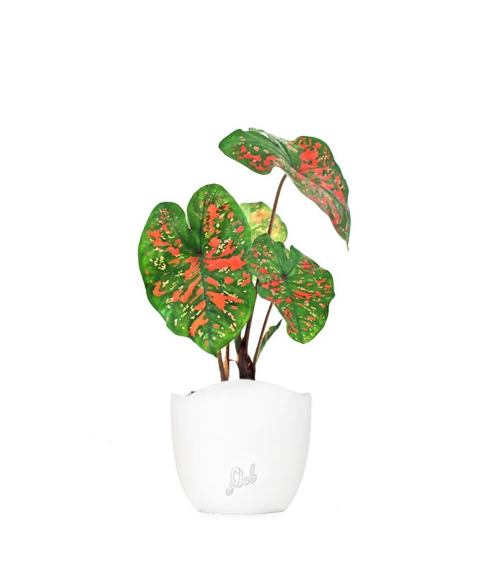 Caladium "Sparkle"