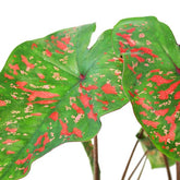 Caladium "Sparkle"